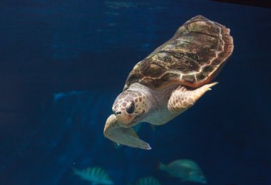 Çocuk deniz kaplumbağası