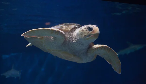 Unechte Unechte Karettschildkröte — Stockfoto