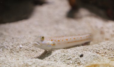 Kızlık kayabalığı, Valenciennea puellaris, Balık