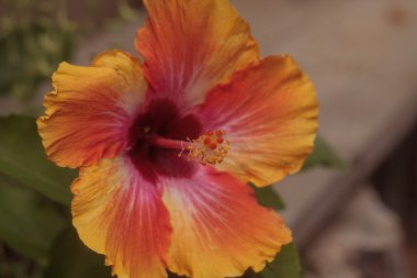 Gün batımı Hibiscus çiçek çiçek