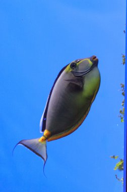 Naso tang fish, Naso lituratus clipart