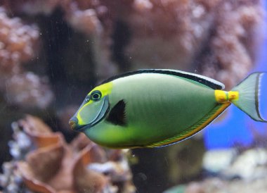 Naso tang balık, Naso lituratus