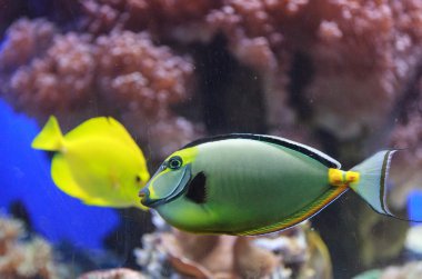 Naso tang balık, Naso lituratus