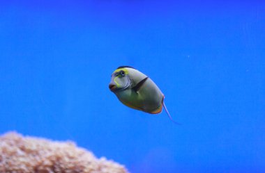 Naso tang balık, Naso lituratus