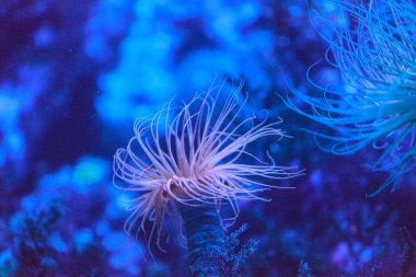 Tüp konut anemone, Pachycerianthus fimbriatus