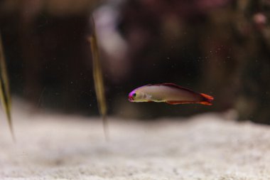 Mor kap firefish, Nemateleotris decora