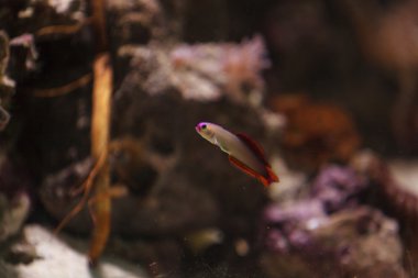 Mor kap firefish, Nemateleotris decora