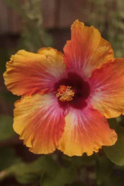Gün batımı Hibiscus çiçek çiçek — Stok fotoğraf