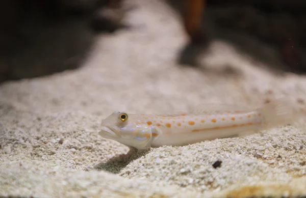 Maiden smörbult, Valenciennea puellaris, fisk — Stockfoto