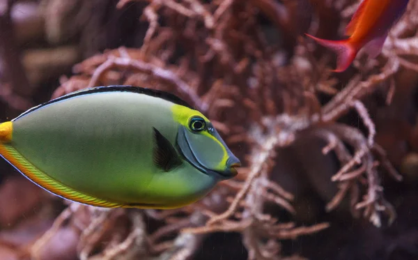 Peixe de naso tang, Naso lituratus — Fotografia de Stock