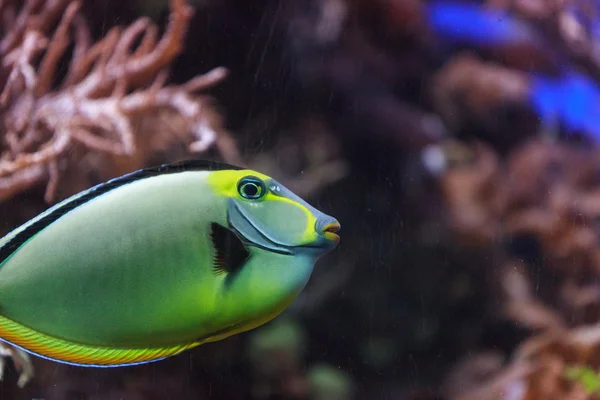 Peixe de naso tang, Naso lituratus — Fotografia de Stock