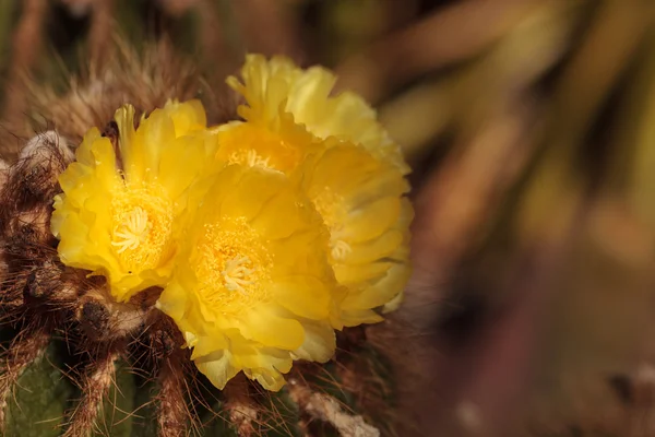 Yellow cactus flower on Notocactus warasii — Stock Photo, Image