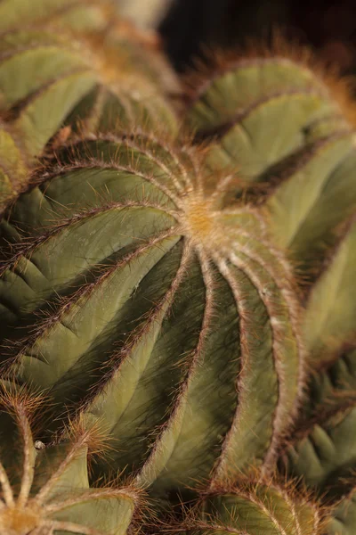 Notocactus magnificus háttér — Stock Fotó