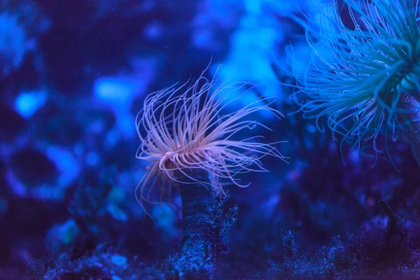 Cső lakás anemone, Pachycerianthus fimbriatus — Stock Fotó