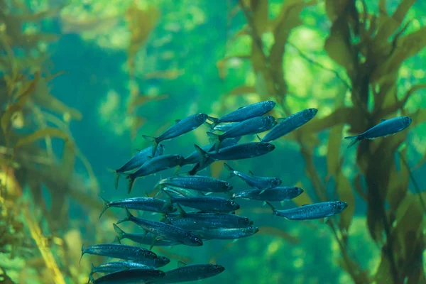 Pesce sardina del Pacifico, Ardinops sagax — Foto Stock