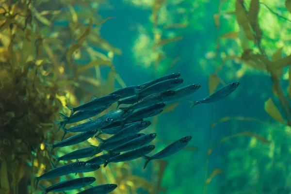 Pazifischer Sardinenfisch, Ardinops sagax — Stockfoto