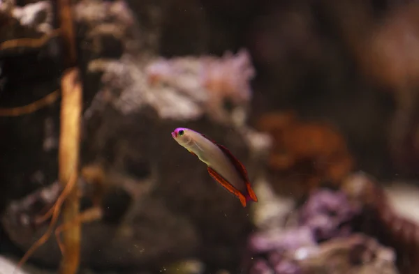 Cap Purple firefish, Nemateleotris decora — Fotografia de Stock