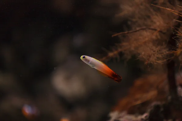 Purpurfarbener Feuerfisch, Nemateleotris magnifica — Stockfoto