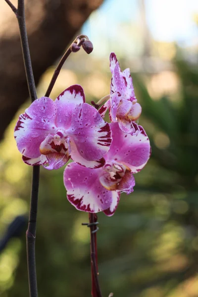 白と紫の胡蝶蘭の花 — ストック写真