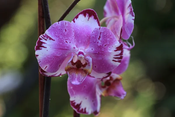 Flor de orquídea phalaenopsis blanca y púrpura — Foto de Stock