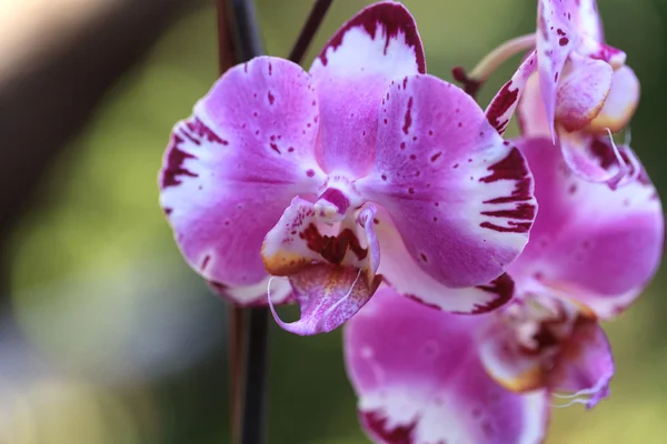 Flor branca e roxa da orquídea phalaenopsis — Fotografia de Stock