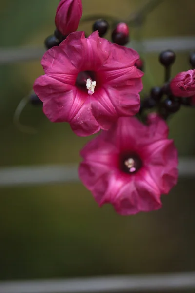 Rood-paarse bloem bloeit — Stockfoto