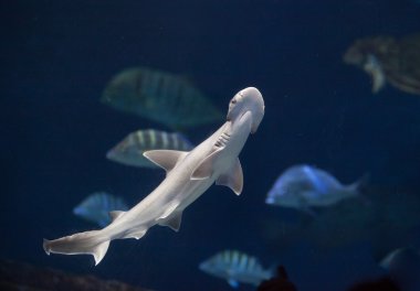 Yüzme çekiç köpekbalığı
