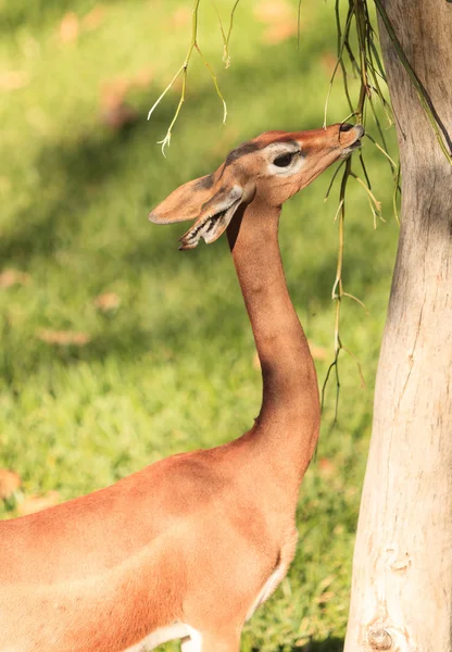 Gerenuk del Sur, Litocranius walleri — Foto de Stock
