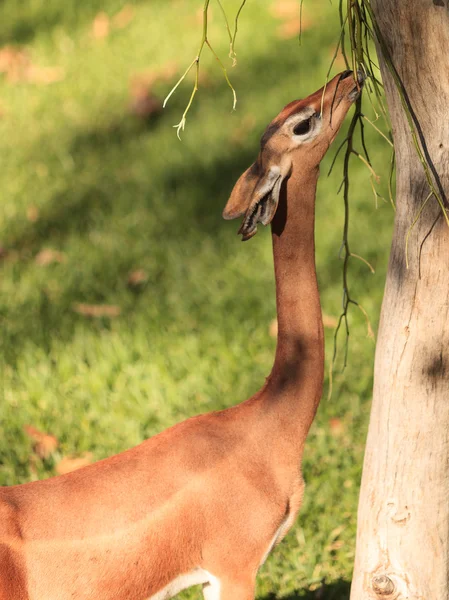 Gerenuk del Sur, Litocranius walleri — Foto de Stock