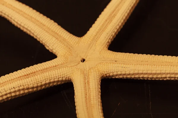 De cerca en White Finger Starfish — Foto de Stock