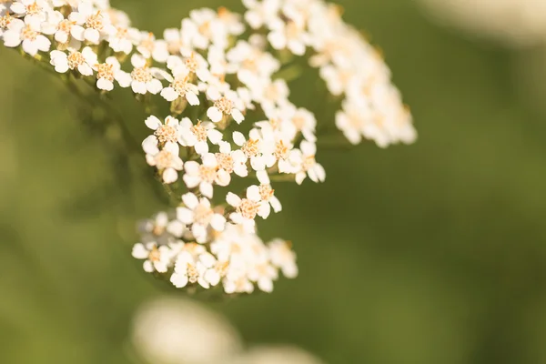 White yarrow flower, achillea millegolium