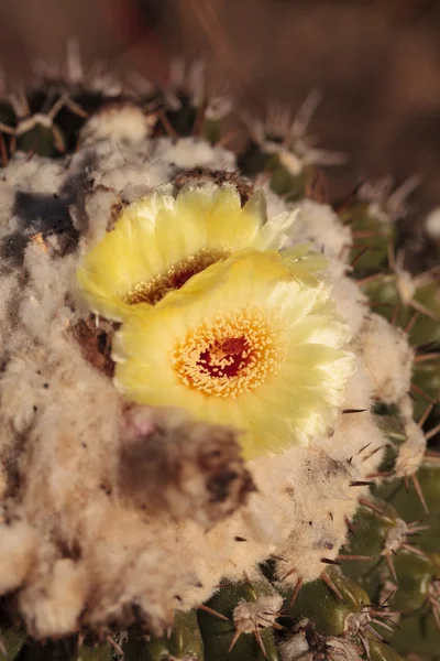 Sárga kaktusz virága a Notocactus warasii — Stock Fotó