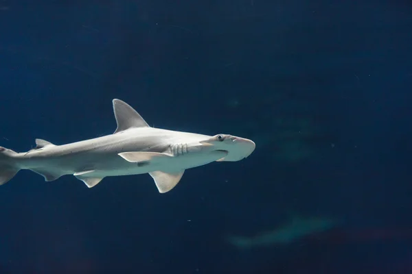 Tubarão-martelo nadando — Fotografia de Stock
