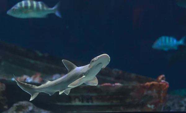 Tubarão-martelo nadando — Fotografia de Stock