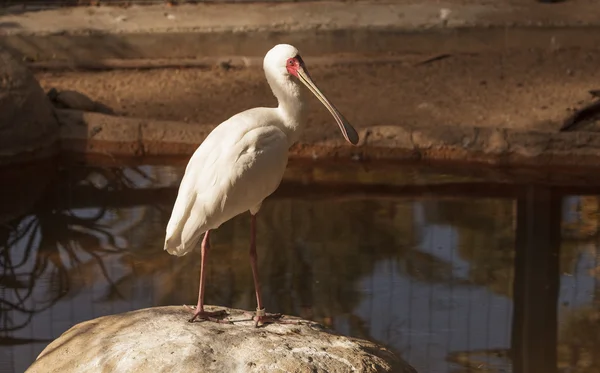 African spoonbill bird — Stock Photo, Image