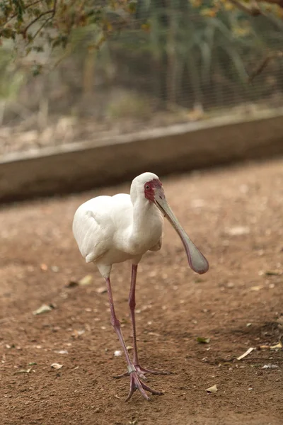 Afrikanischer Löffelvogel — Stockfoto