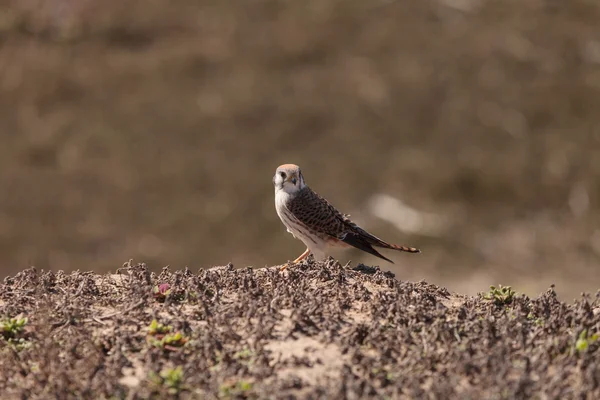 Ave-de-kestrel americana — Fotografia de Stock