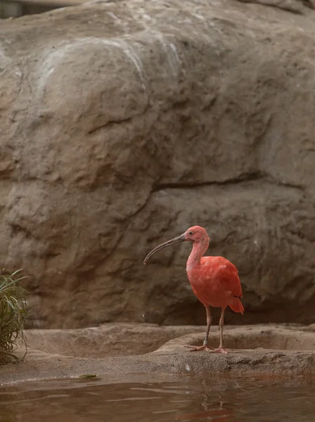 Escarlata ibis, Eudocimus ruber — Foto de Stock