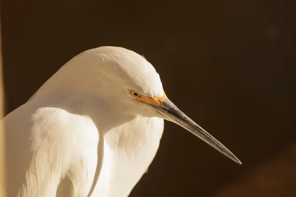 Snowy Egret bird — Stock Photo, Image