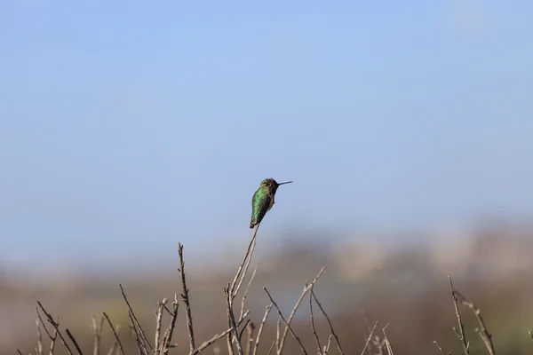 Fekete félék kolibri — Stock Fotó