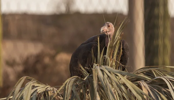 California condor, Gymnogyps californianus — Stok fotoğraf