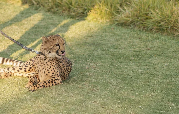 Chita, acinonyx jubatus — Fotografia de Stock