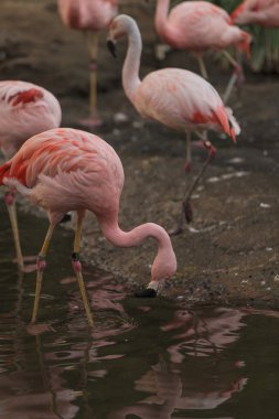 Şili flamingo kuşu