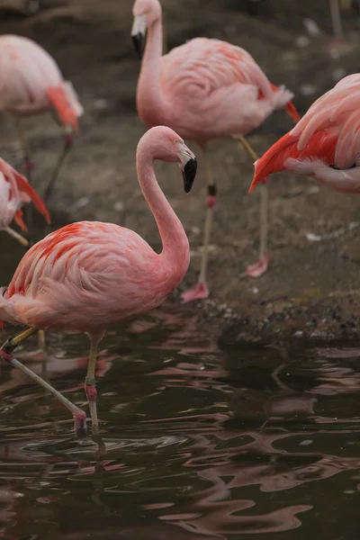 Pássaro flamingo chileno — Fotografia de Stock