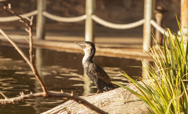 Διπλό αφρισμένα Cormorant πουλί — Φωτογραφία Αρχείου