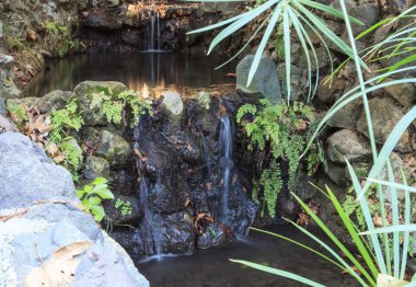 Eğrelti otları, küçük şelaleler ve göletler ile Ferndell hiking trail
