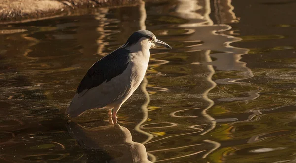 Groene reiger vogel — Stockfoto