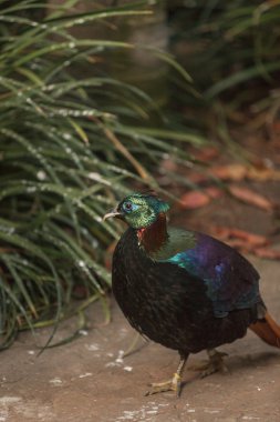 Himalayan Monal kuş