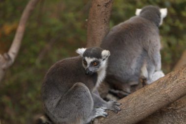 Lemur, Lemuroidea, climing