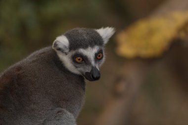 Lemur, Lemuroidea, climing